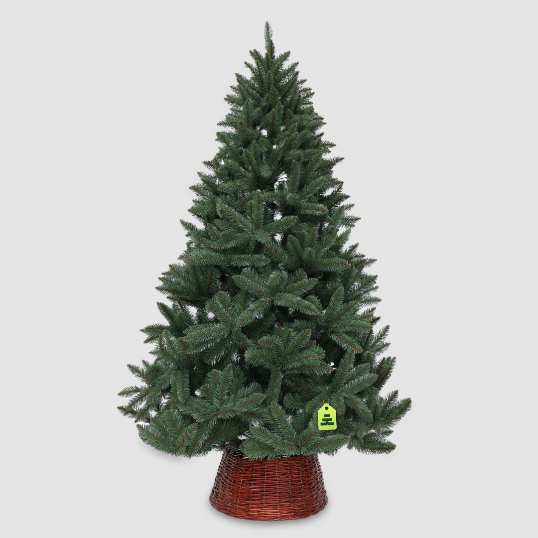 Smrk Kanadský 150 cm - Obrázek 3