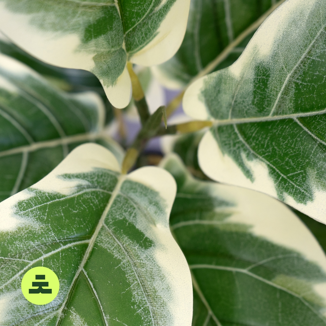 Umělý Ficus Lyrata 150 cm - Obrázek 3