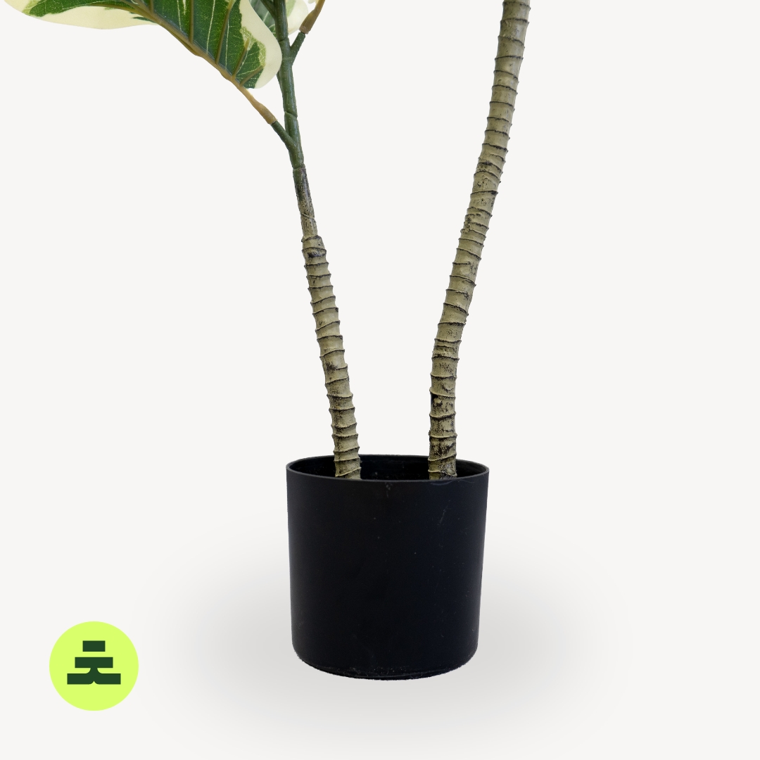 Umělý Ficus Lyrata 150 cm - Obrázek 4