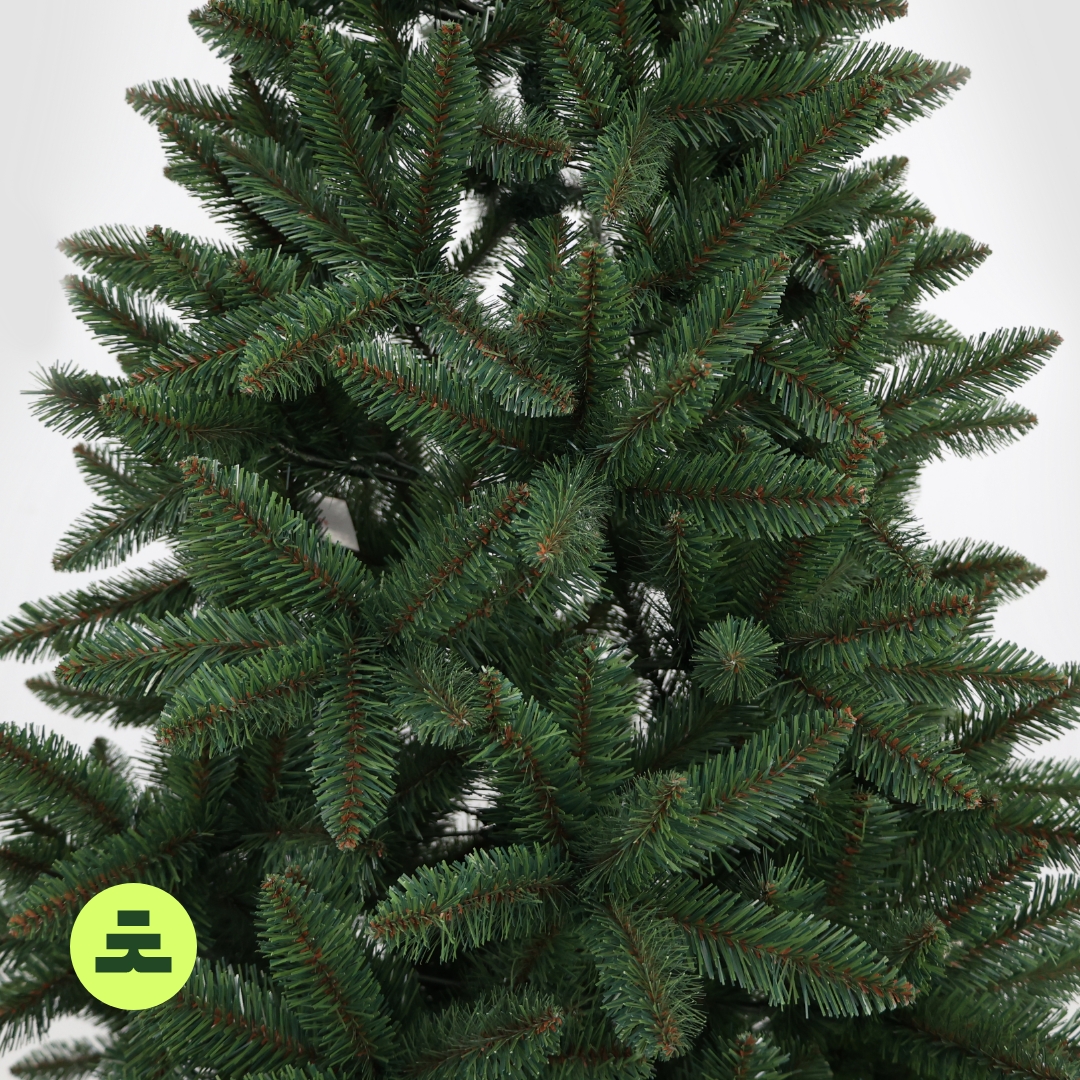 Smrk Kanadský 150 cm - Obrázek 7